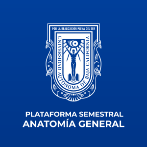 Plataforma Semestral - Anatomía General