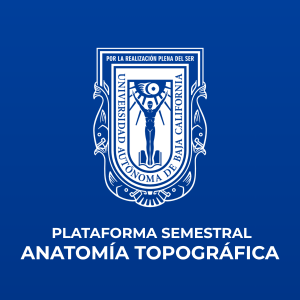 Plataforma Semestral - Anatomía Topográfica
